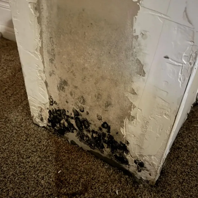 Professional Mold Removal in Purcell, OK